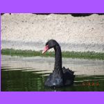 Black Swan.jpg